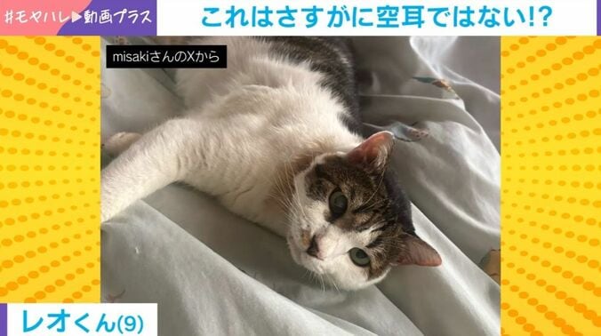 猫のレオくん（9歳）