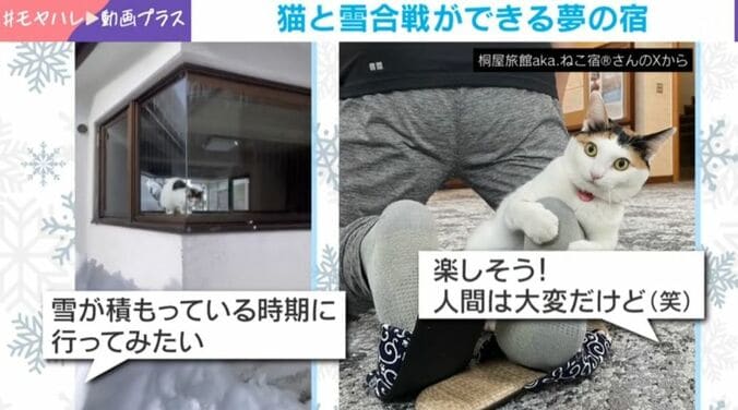 猫のきなこちゃん