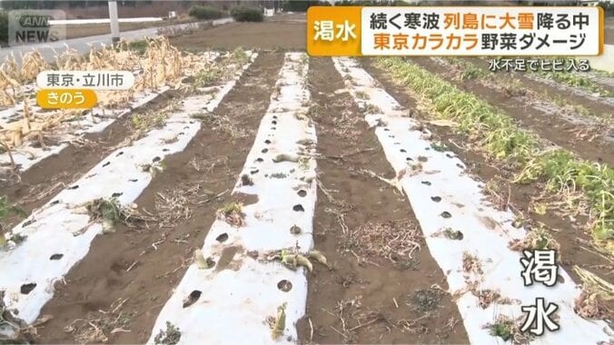 東京・立川市の野菜農園