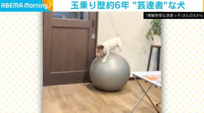 ジャックラッセルテリアのシャーロットちゃん