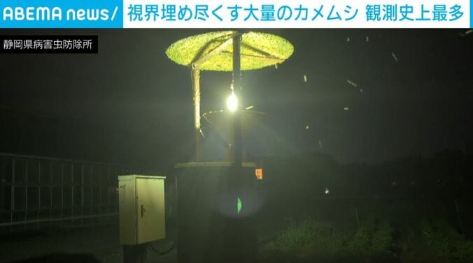 カメムシ