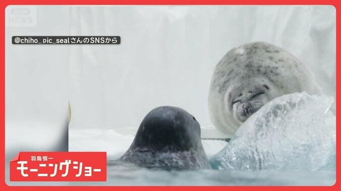 まったりしてるのに…突然「水バシャー！！」　怒るアザラシさん　意地悪されてるの？ 1枚目