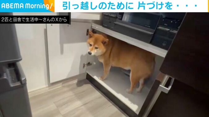 柴犬のぽちちゃん