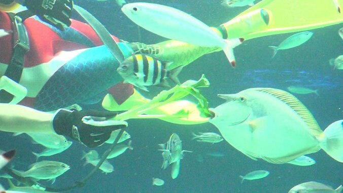 動物たちの可愛すぎる“食事タイム”に密着！ ホワイトタイガーこだわりのディナーとは？ 21枚目