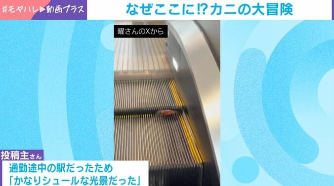 エスカレーターに“謎のカニ”