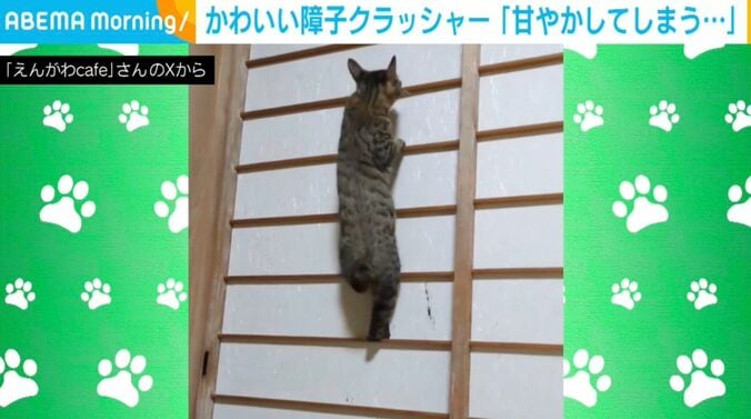 猫のはるかぜくん