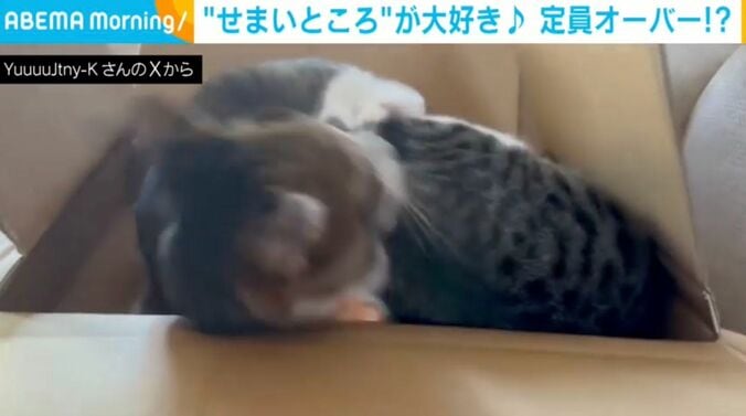 猫のポポちゃんとパンちゃん
