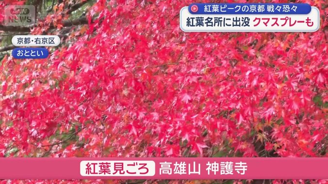 高雄山にある「神護寺」