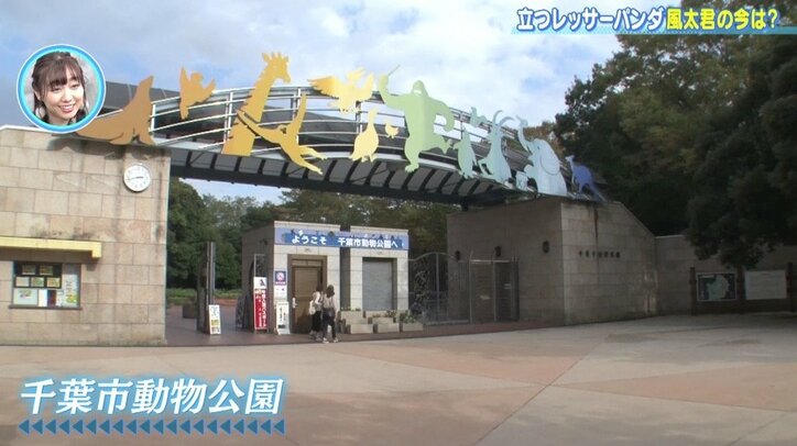 立つレッサーパンダ・風太くんの今! 人間年齢70歳でも可愛さは健在