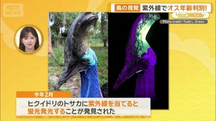 ヒクイドリ