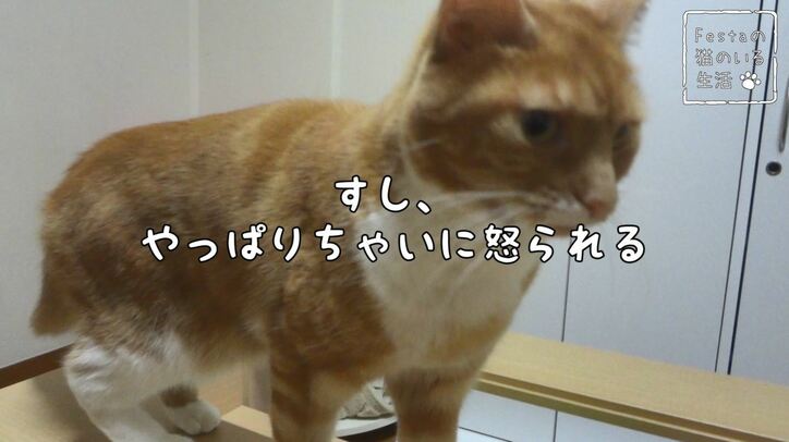 猫「お姉ちゃん遊んでー！」 マンチカン猫姉妹のほっこり日常に密着