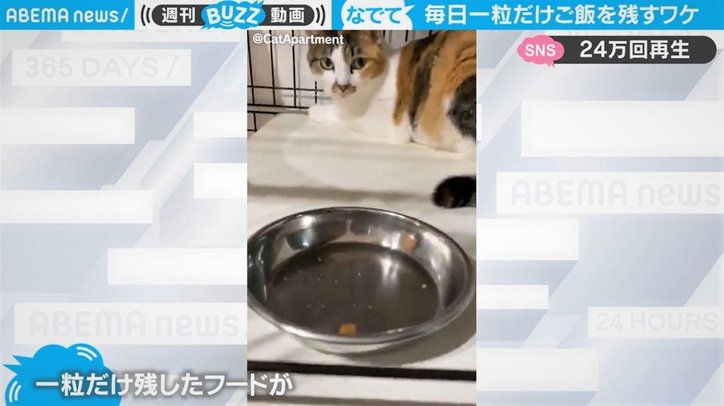 ご飯を“一粒”だけ残す猫 謎行動に隠された理由に「ほっこりする」「かわいすぎて涙出そう」
