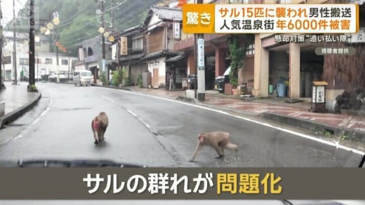 サルの群れが問題化