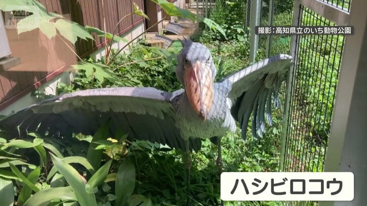大きなくちばしが特徴