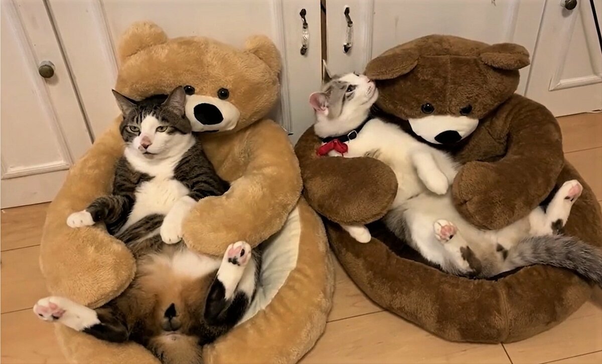 クマの椅子で“ふんぞり返る”猫に飼い主「笑い堪えるの必死だった