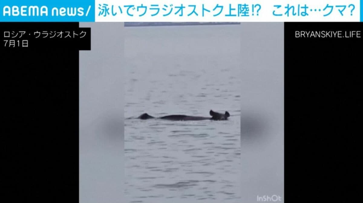 海に浮かぶ流木かと思ったら…なんと泳ぐクマ!? 湾を13キロ渡る→住宅街