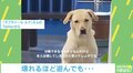 「壊しちゃった…」しょんぼりしている犬の動画が再生数250万超えの大反響！