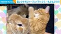 猫パンチ炸裂! 小動物たちの“異種格闘技”のようなじゃれ合う姿にほっこり