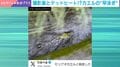 側溝を猛スピードで進むカエル→予想外の泳ぎっぷりに「早い」「撮影者もすごいw」と反響