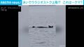 海に浮かぶ流木かと思ったら…なんと泳ぐクマ!? 湾を13キロ渡る→住宅街に迷い込む様子 ロシア