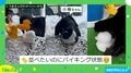 雪アヒルに興奮する犬! 作っても作っても“バイキング状態”で破壊する姿に飼い主「並べたいのに」
