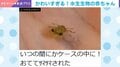 おててツマツマ！小さなカニの赤ちゃんに反響「可愛すぎる」「人間の手から何食べてるんだろう？」