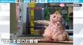 ミミズクの座り方が“袴姿の殿様”な奇跡の瞬間！ 威厳たっぷりの立ち振舞いに「鎌倉殿の13人に出てきそう」の声