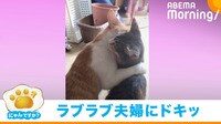 ラブラブ猫夫婦にドキッ