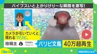 【映像】ズームアウトした先に現るパリピ文鳥