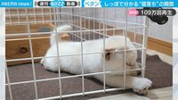 【映像】しっぽが“ペタン”で寝落ちする柴犬