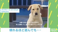 「壊しちゃった…」しょんぼりしている犬の動画