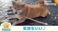【映像】川に入り伏せする瞬間