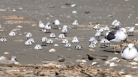 【映像】モチになる大量の野鳥
