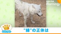 【映像】犬にくっついた“緑の物体”の正体