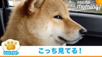 【映像】飼い主を“横目で見つめてくる”柴犬（姿勢にも注目）