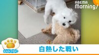 勝者には「我が家の吉田沙保里」の称号が… 見ごたえのある“レスリング”をする2匹の犬