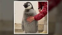 【映像】とにかくじっとしない赤ちゃんペンギン