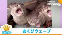 【映像】1頭のあくびが全員に伝染していくカワウソたち
