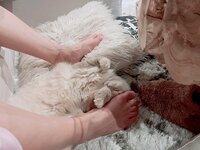 桃『ラピのレントゲンに白い小さな影が沢山…』