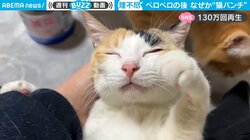 理不尽な先輩猫がもたらした急展開に後輩猫が「至福→困惑」 “キョトン”顔の決定的瞬間