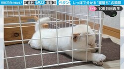 しっぽが“ペタン”は寝落ちの合図 「漫画みたいな落ち方」柴犬のほっこりシーンが話題