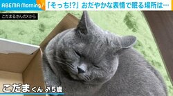 「入るのそっち!?笑」“まさかの場所”で眠りにつこうとする猫に飼い主も困惑