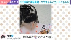 ババ抜きに神経衰弱も…トランプで遊ぶ天才うさぎが話題！「凄すぎる笑笑 できてるwww」「うさぎさんとトランプしたいです〜〜」などの反響