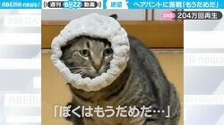 ヘアバンドがはまって絶望する猫の表情が「想像以上に諦観した顔」と200万回再生