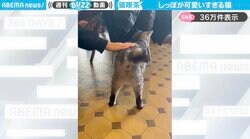 「短しっぽ可愛い～！」犬のように尻尾をブンブン振る猫の姿が、SNSで絶賛の嵐
