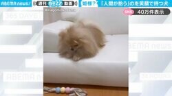 「前世はお姫さま？」落としたおもちゃを拾わず、笑顔で飼い主を見つめるポメラニアンに「パーフェクトスマイル」「人を従わせるとは！w」と反響