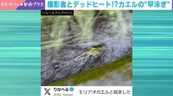 側溝を猛スピードで進むカエル→予想外の泳ぎっぷりに「早い」「撮影者もすごいw」と反響