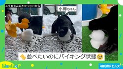 雪アヒルに興奮する犬! 作っても作っても“バイキング状態”で破壊する姿に飼い主「並べたいのに」