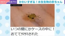 おててツマツマ！小さなカニの赤ちゃんに反響「可愛すぎる」「人間の手から何食べてるんだろう？」