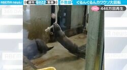 カワウソの“独特な遊び方”に「めっちゃ元気出た」と反響 リプ欄はお祭り状態で440万回再生